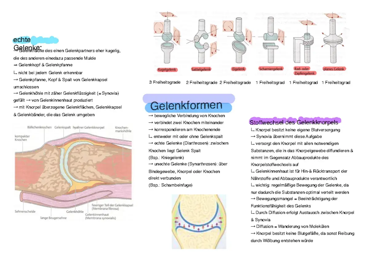 Abbildung zeigt verschiedene Gelenkformen, darunter ein Kugelgelenk, das als unechtes Gelenk beschrieben wird.