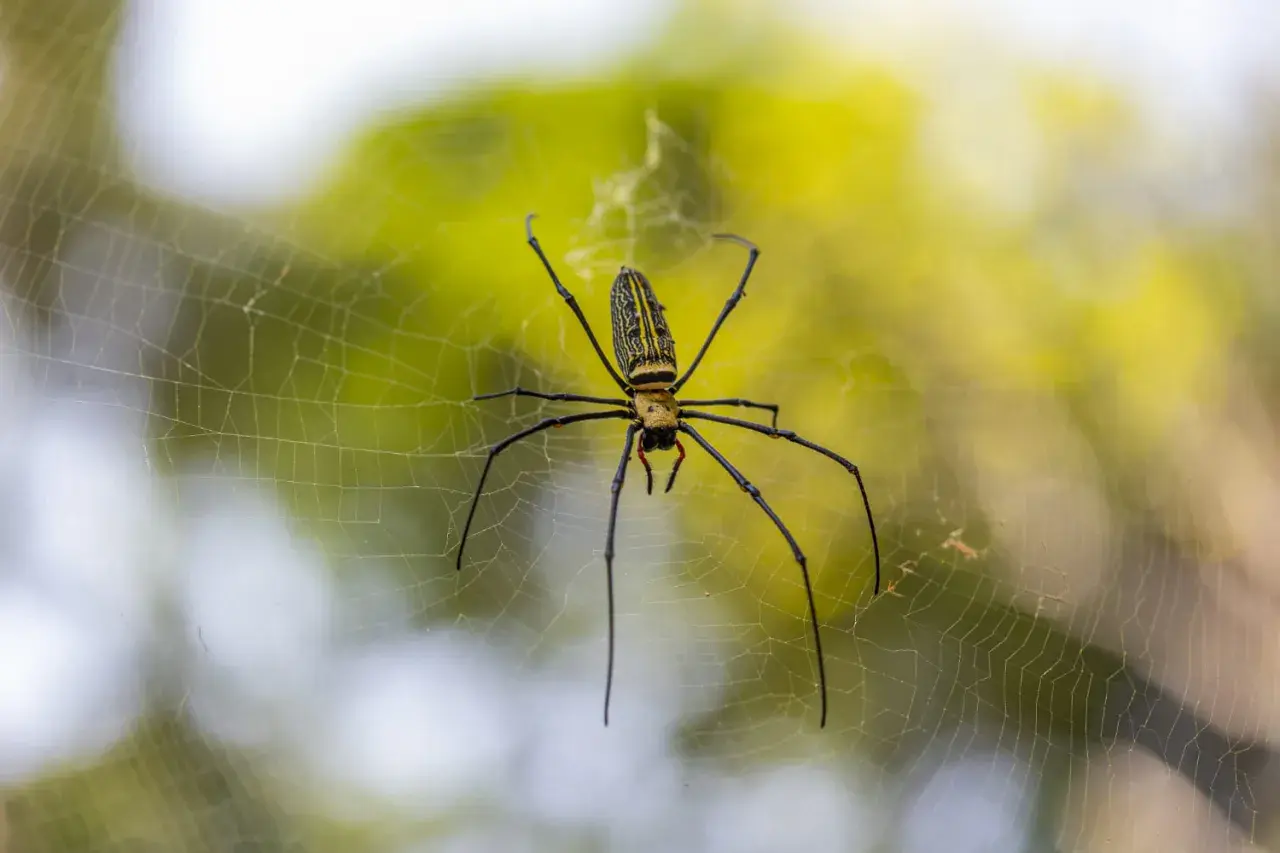 Ragno giallo e nero, un predatore delle cimici, attende paziente nella sua tela.