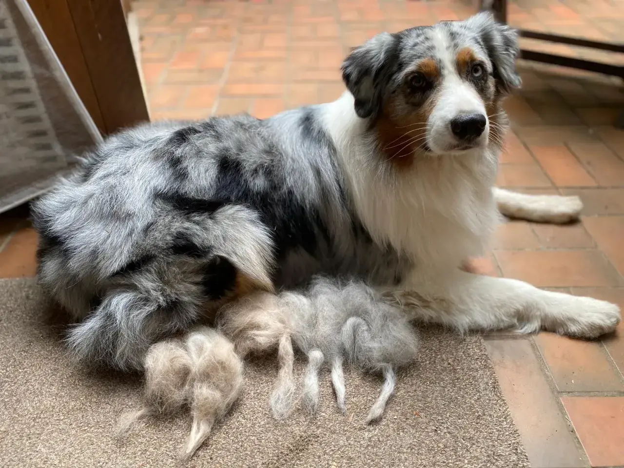 Ein wunderschöner Australian Shepherd liegt entspannt da. Neben ihm liegen Büschel seines Fells, die er während seiner Läufigkeit verloren hat.