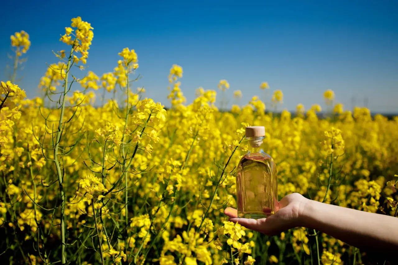 Main tenue une bouteille d'huile de colza lubrifiant dans un champ de colza en fleurs sous un ciel bleu.