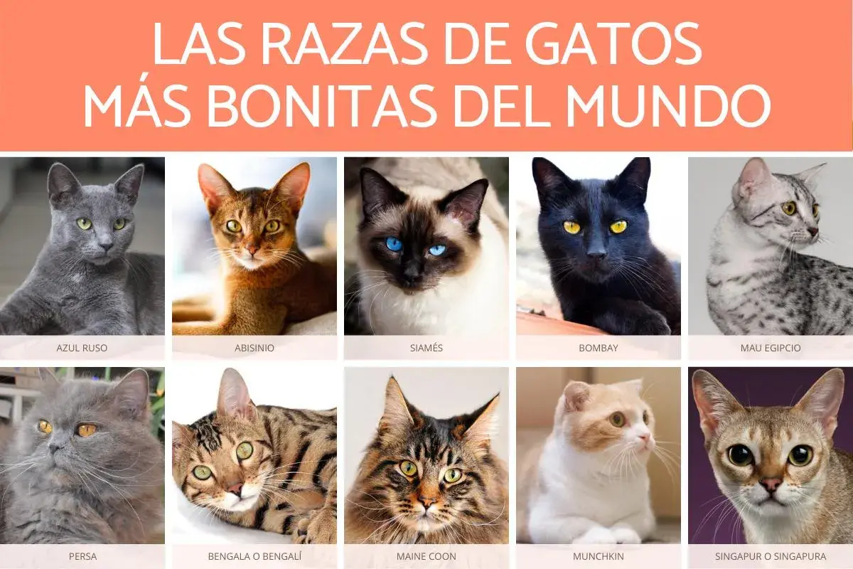 Colección de los gatos más bonitos del mundo: Azul Ruso, Abisinio, Siamés, Bombay, Mau Egipcio, Persa, Bengala, Maine Coon, Munchkin y Singapur.