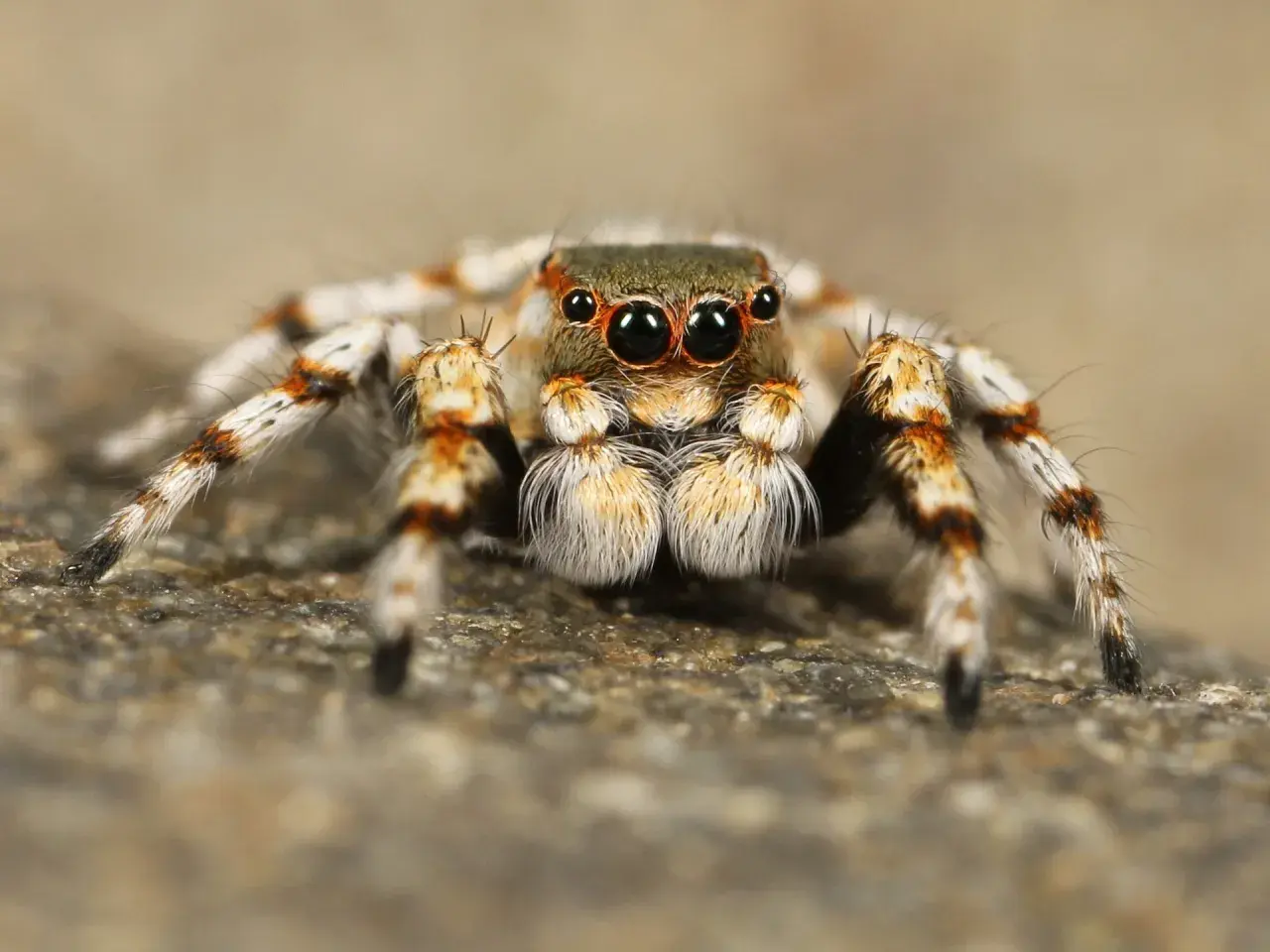 Una araña saltarina con grandes ojos negros, peluda y con patas anaranjadas y blancas. Podría ser una imagen para soñar con tarantulas.