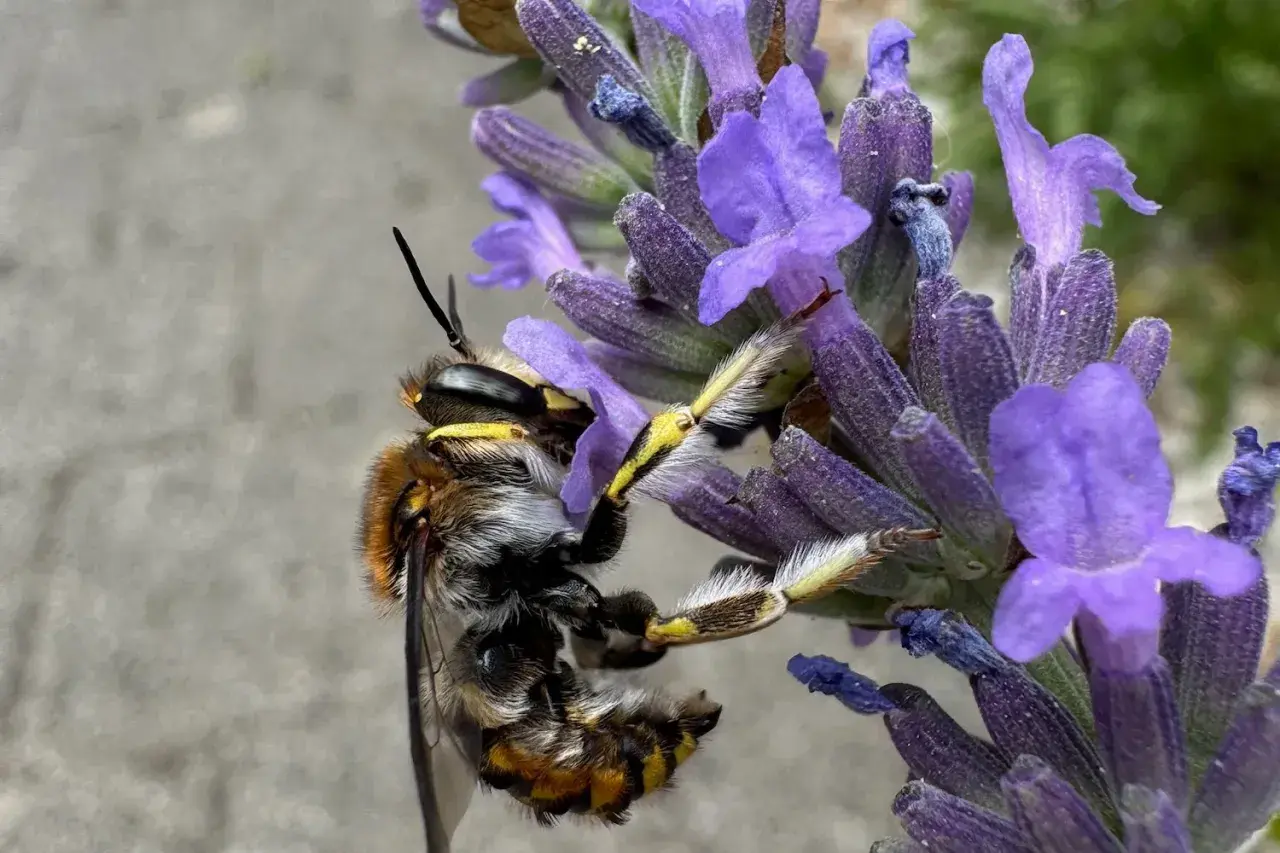 Eine Biene sammelt Nektar von blühendem Lavendel. Wann treibt Lavendel aus? Im Frühsommer, wenn die Bienen aktiv sind.