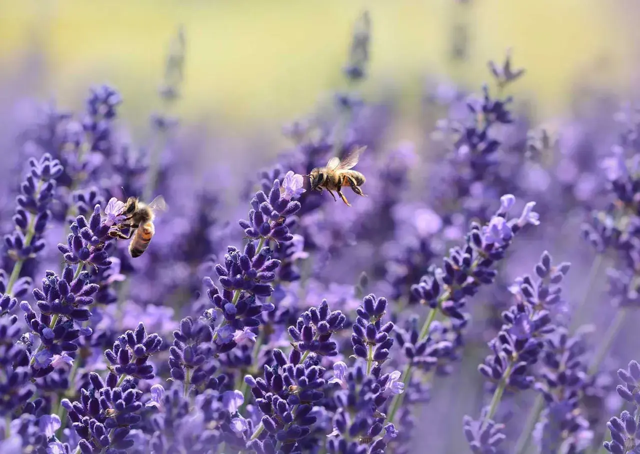 Zwei Bienen sammeln Nektar von bienenfreundlichen Blumen. Lavendel blüht in voller Pracht.