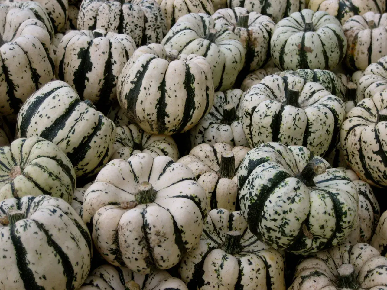 Un tas de courges patidou, blanches et vertes, prêtes pour l'automne.