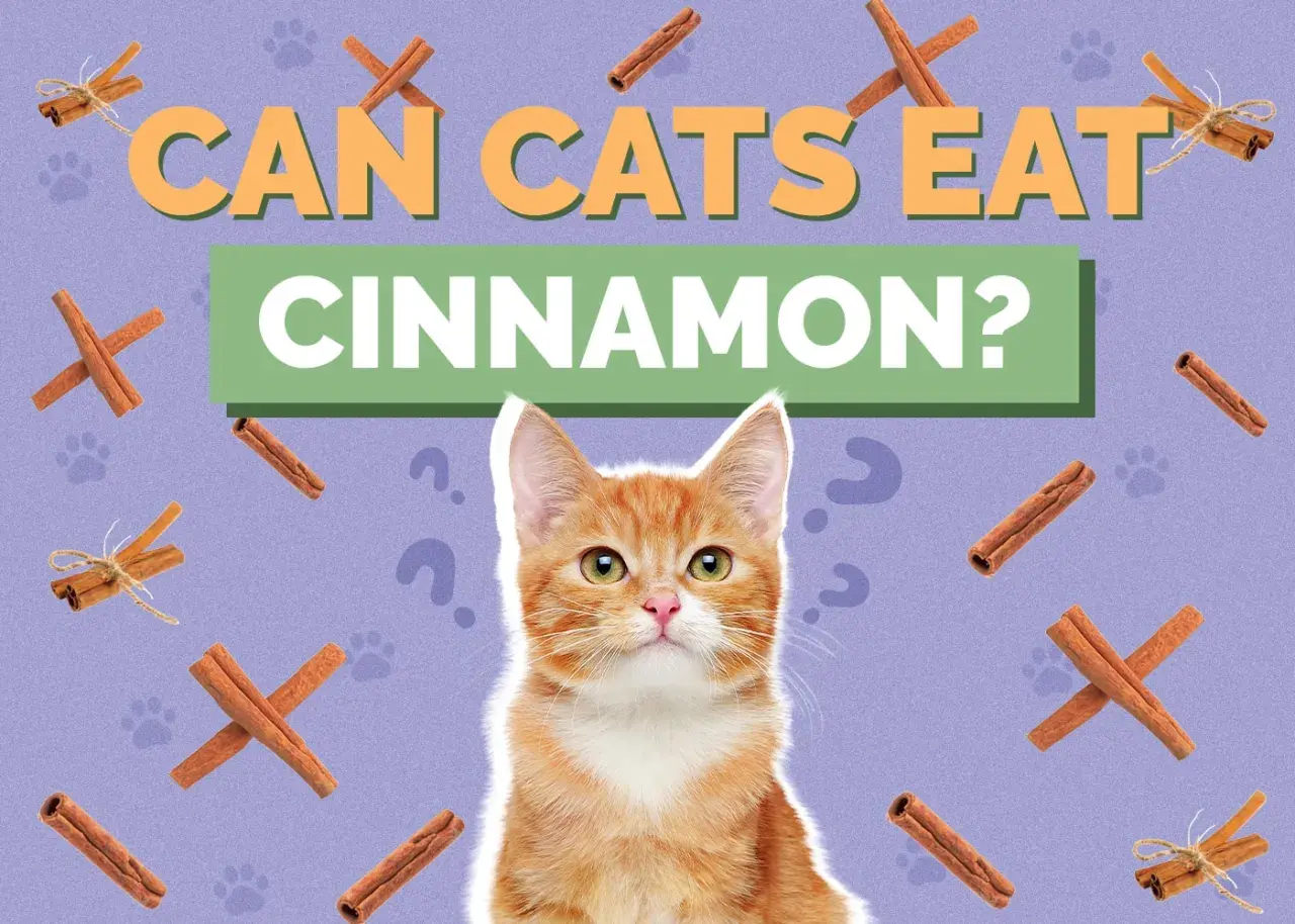 Curious ginger kitten looks up at text asking "Can cats eat cinnamon?". Cinnamon sticks and paw prints surround the question.
