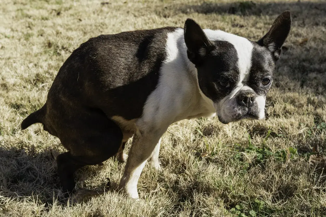 Boston Terrier con difficoltà, forse un cane stitico cosa fare? Osserva il suo sguardo preoccupato sull'erba secca.