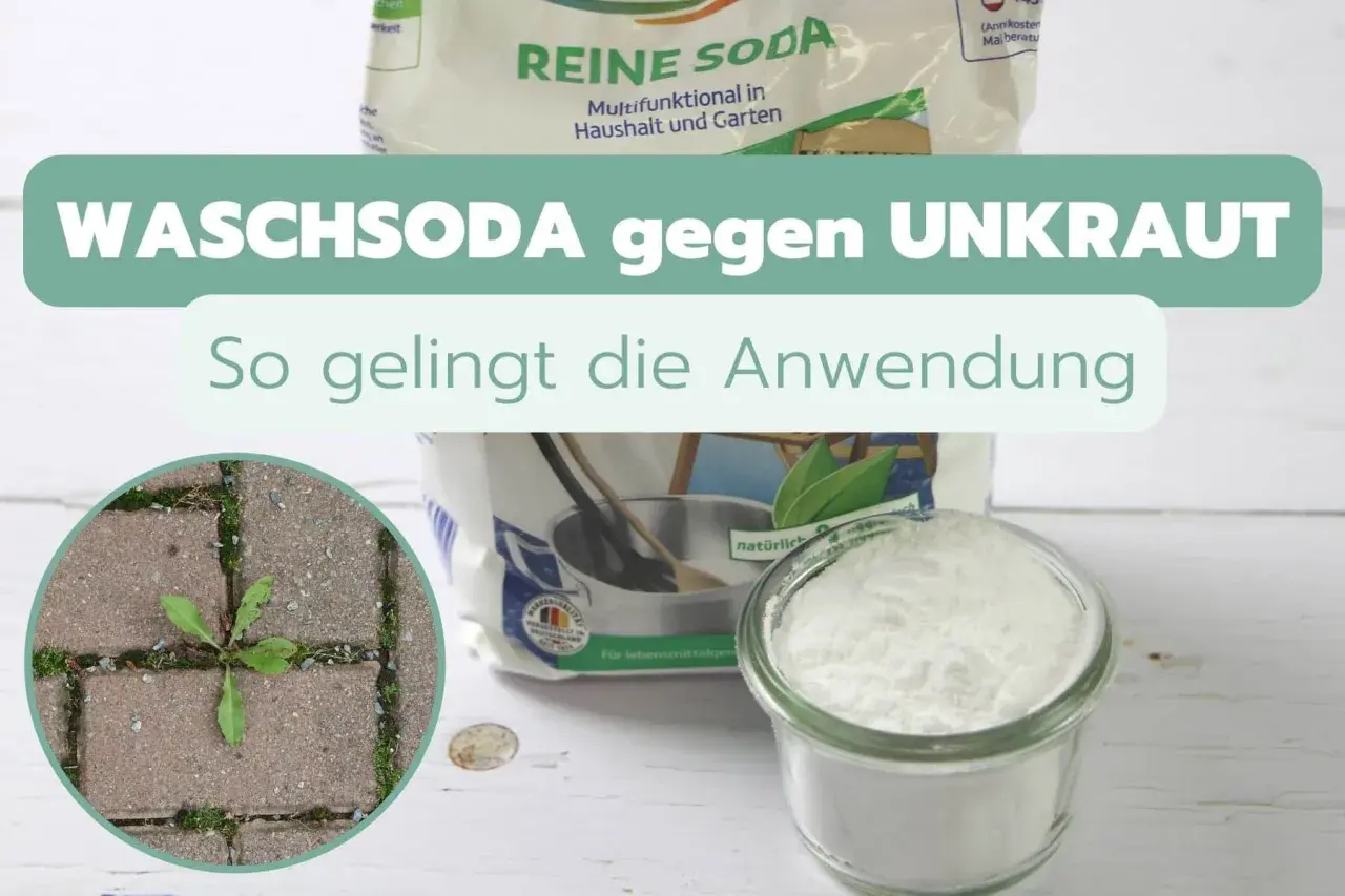 Waschsoda gegen Unkraut: Ein Glas mit weißem Pulver und eine Tüte "Reine Soda" stehen bereit. Ein Unkraut im Pflaster zeigt, was bekämpft werden soll.