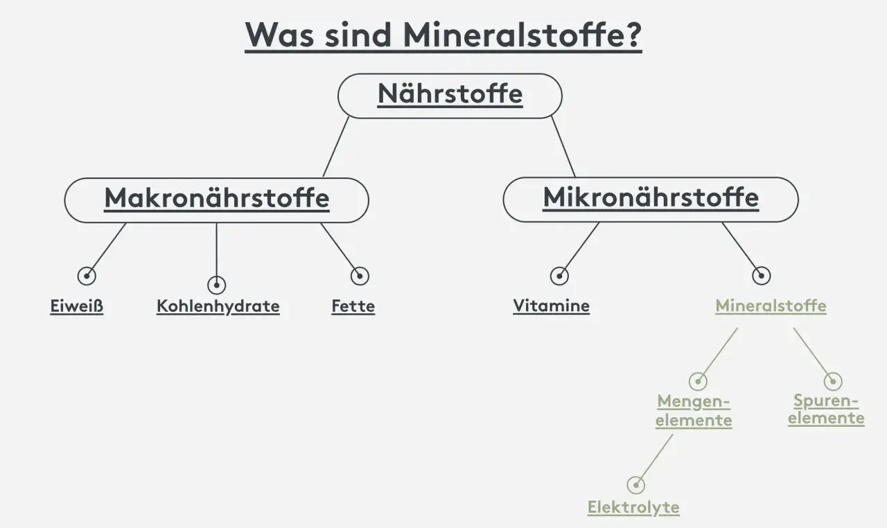 Übersicht: Nährstoffe sind Makro- (Eiweiß, Kohlenhydrate, Fette) und Mikronährstoffe. Mineralstoffe, wichtig für Körperfunktion, sind Mikronährstoffe, unterteilt in Mengenelemente und Spurenelemente.