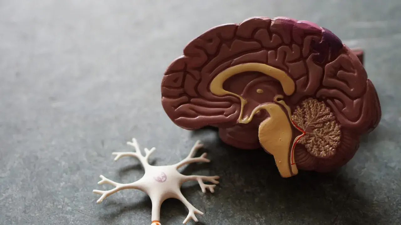 Gehirnmodell und Neuron. Forschung zu Gaba und Gewichtszunahme.