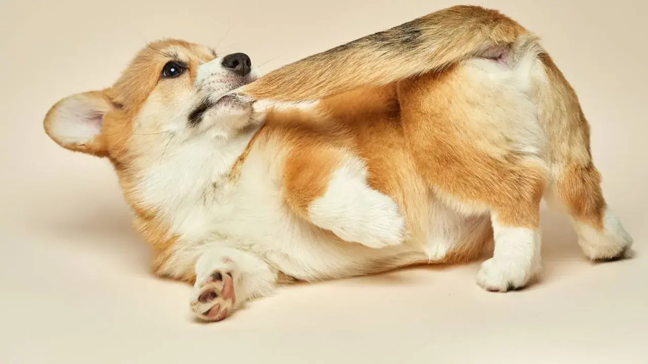 Cachorro corgi jugando, mordiéndose la cola y las patas. ¿Por qué mi perro se muerde la cola y las patas?