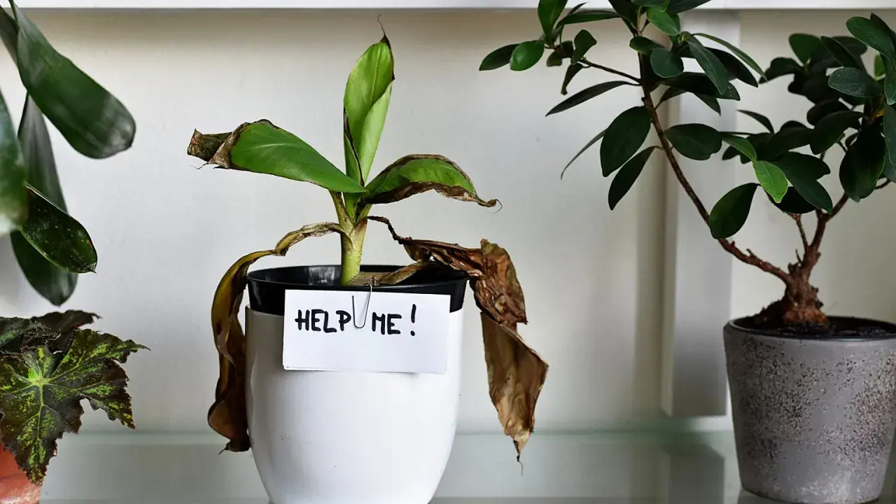 Smutna roślina z opadającymi, brązowymi liśćmi i napisem "HELP ME!". Podpowiada, jak uratować przelaną roślinę.