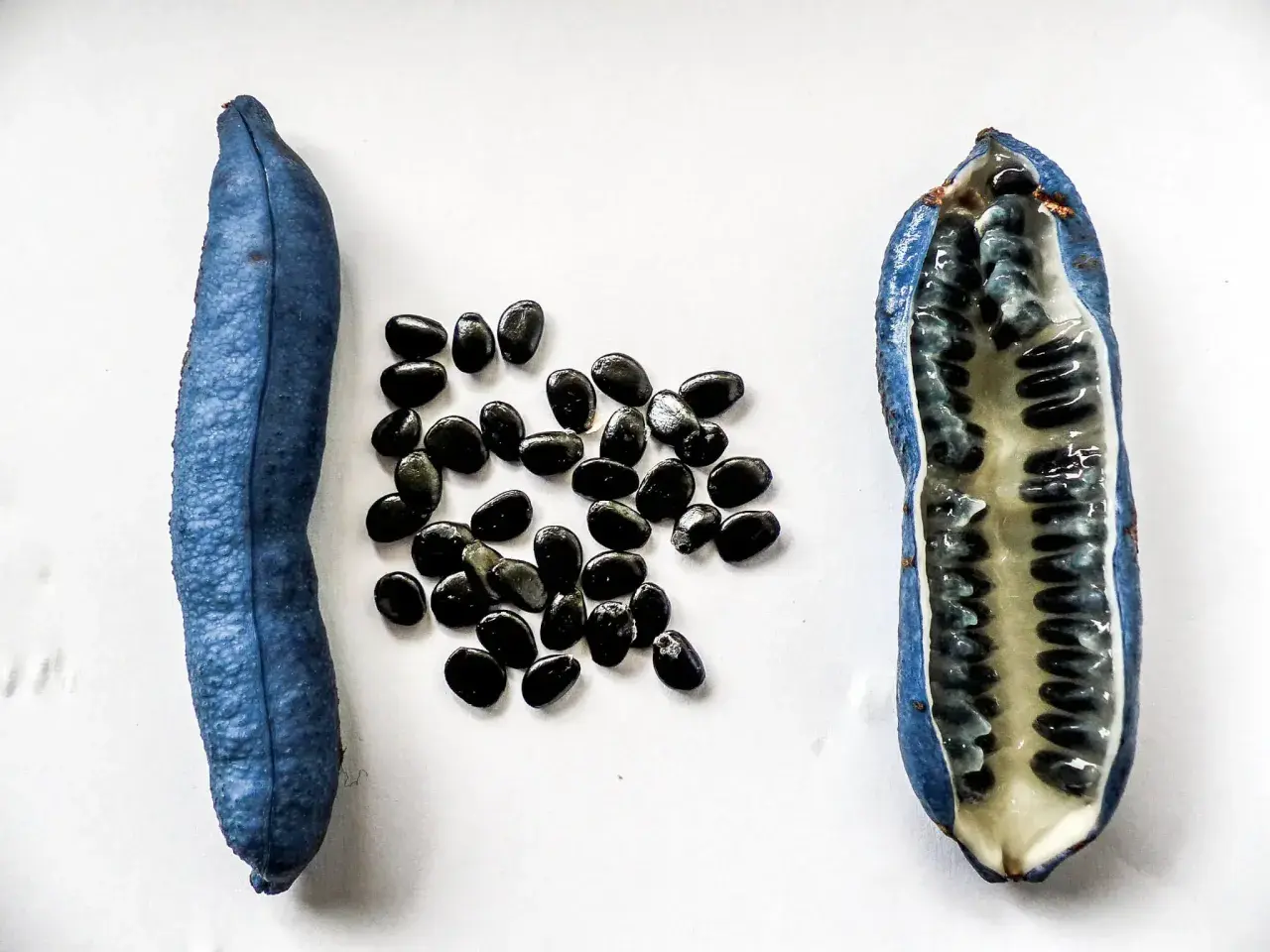 Eine blaue Frucht, aufgeschnitten, zeigt ihr Inneres mit vielen schwarzen Samen. Der blaugurke geschmack ist süßlich und erfrischend.
