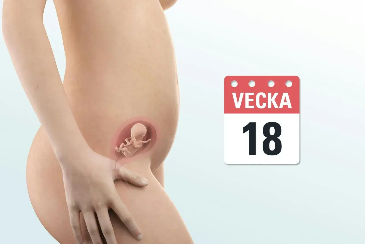 Gravid vecka 18. En illustration visar en gravid mage med en bebis inuti. En kalender visar "Vecka 18".