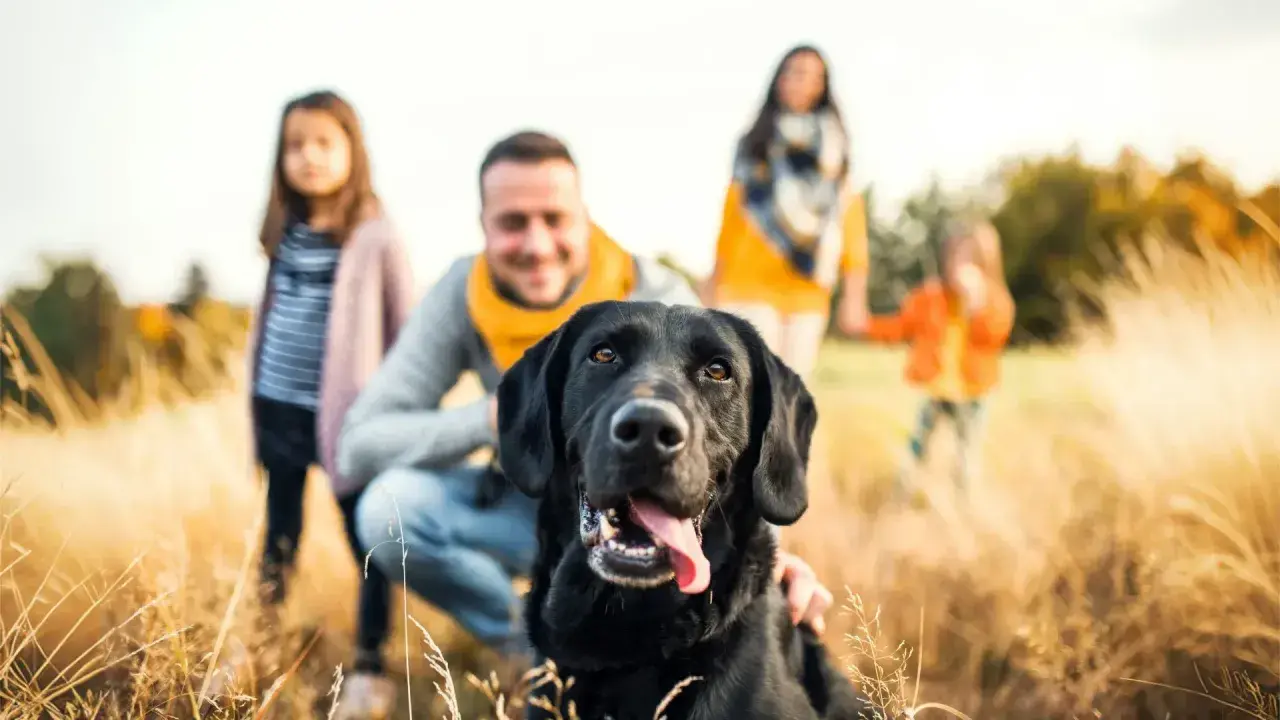 Familia feliz con su perro negro en un campo de hierba alta. Un perro perfecto para niños, juguetón y leal.