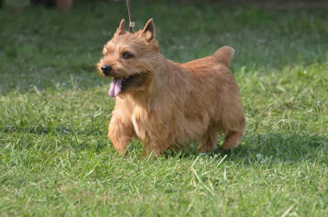 Rudy norfolk terrier z wystawionym językiem biegnie po zielonej trawie.