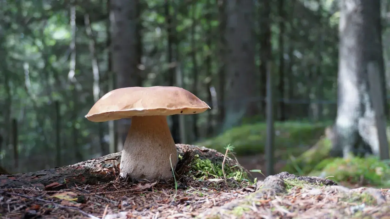 Ein prächtiger Steinpilz steht im Wald. Die beste Zeit, wann gibt es Steinpilze, ist oft nach warmen, feuchten Perioden im Spätsommer und Herbst.