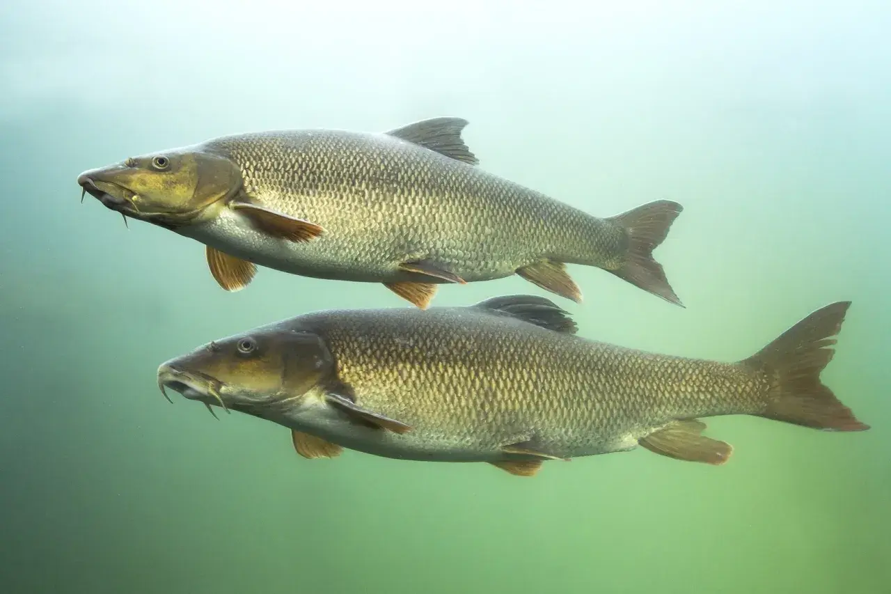 Zwei Barben schwimmen unter Wasser, bereit für die barbe laichzeit. Ihre Schuppen glänzen im diffusen Licht.