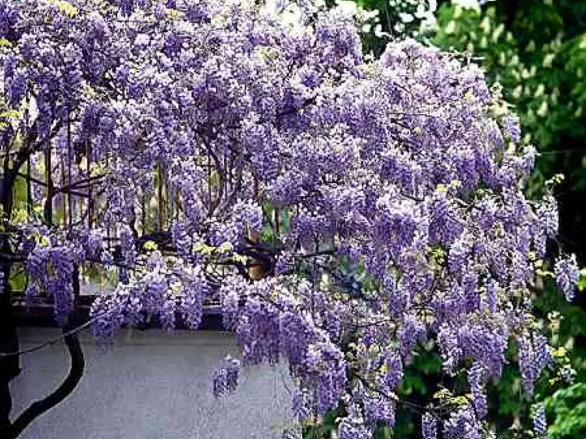 Obficie kwitnąca wisteria w odcieniach fioletu, tworząca kaskady kwiatów. To piękny widok, gdy wisteria kiedy kwitnie.