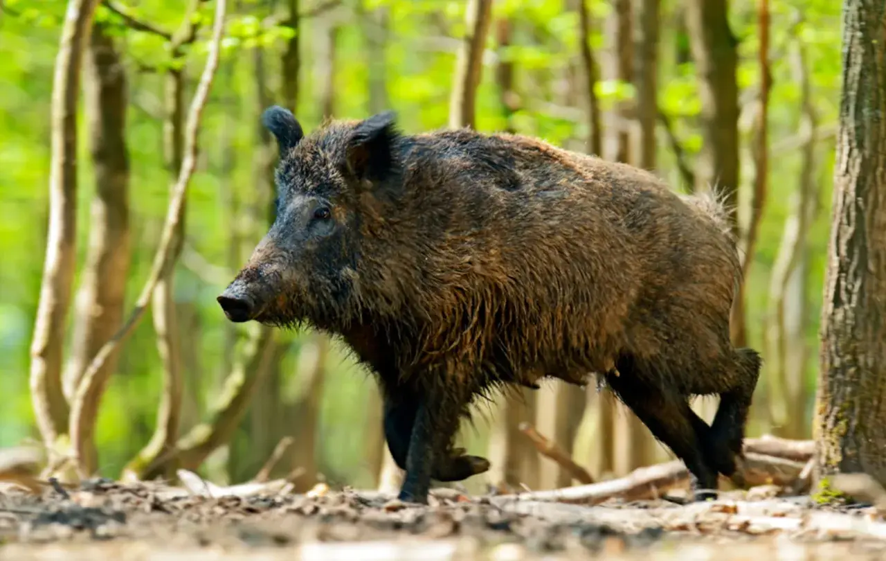 Un jabalí peludo camina por un bosque frondoso. Es como soñar con jabalí, una criatura salvaje en su hábitat natural.