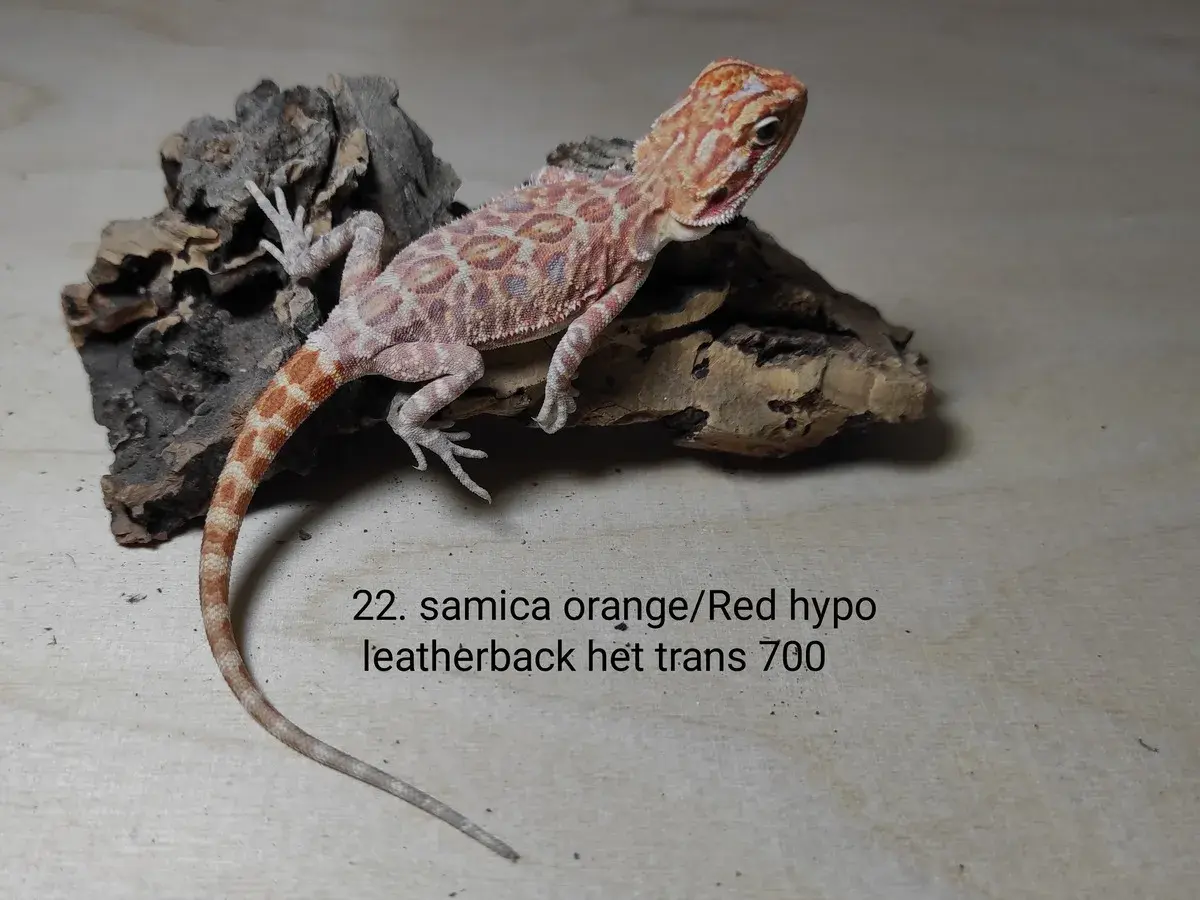 Urocza agama brodata samica orange/red hypo leatherback, cena 700. Idealna do terrarium.