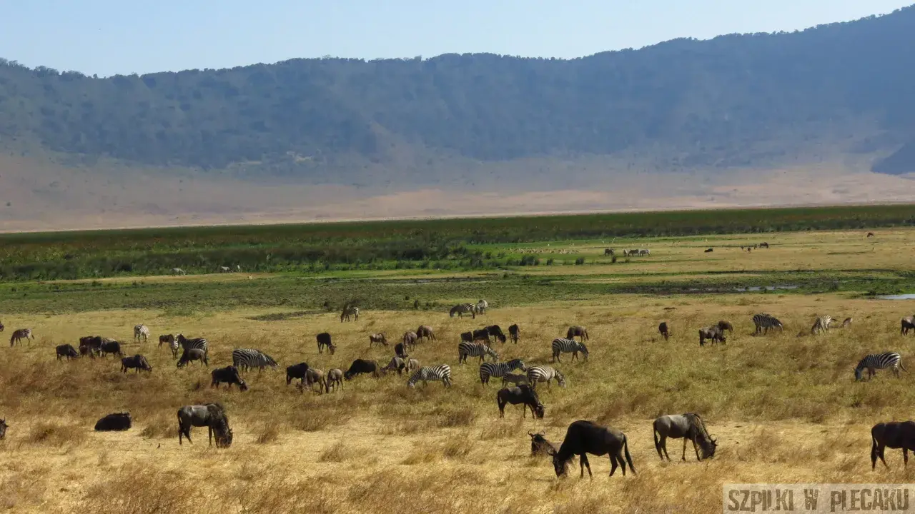 Kenia safari: stado zebr i antylop gnu pasące się na sawannie u podnóża gór.