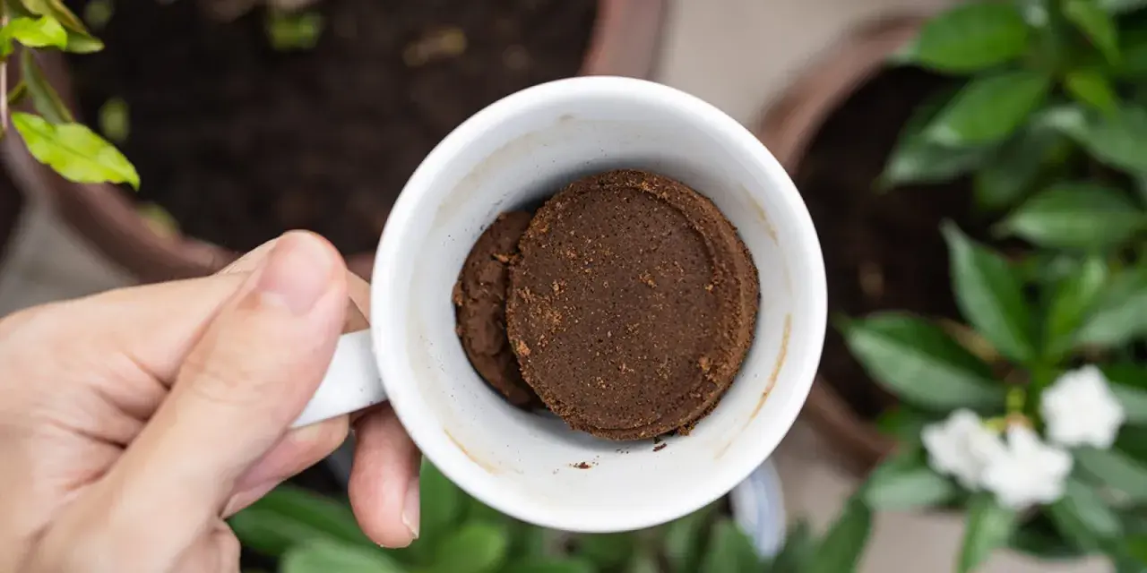 Eine Tasse mit zwei Kaffeepuck-förmigen Kaffeesatz-Scheiben, bereit als Dünger für den Weihnachtsstern.