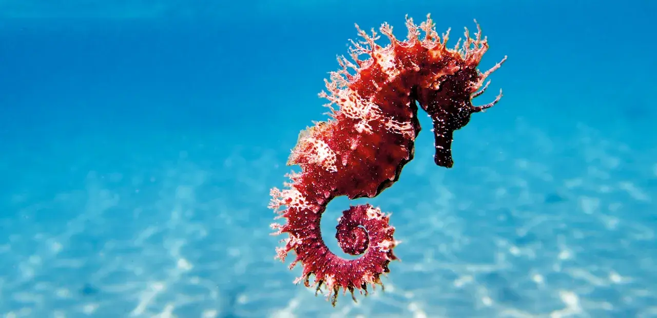 Un majestuoso caballito de mar real, de color rojizo y con su cola en espiral, nada en aguas azules y cristalinas.