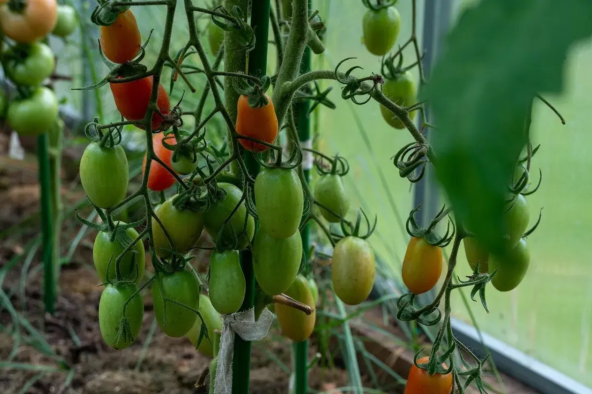 Pomodori verdi e rossi su un ramo. Alcuni presentano macchie scure, sintomo di marciume apicale peperone.