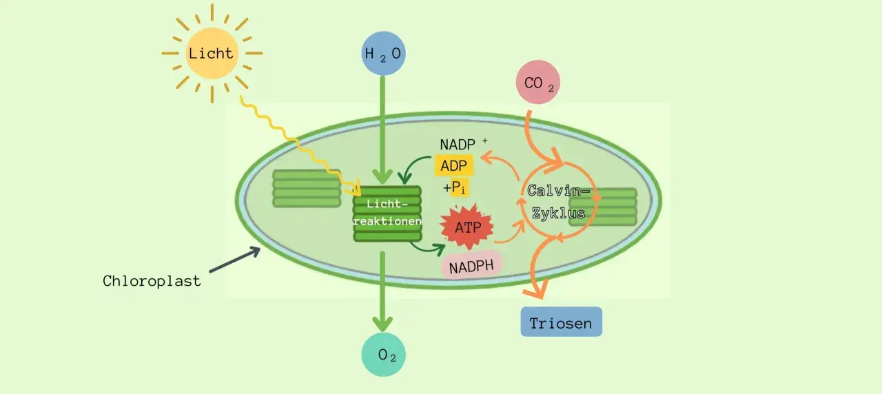 Schema der **Fotosynthese und Zellatmung** im Chloroplasten: Licht, H₂O und CO₂ werden zu Triosen umgewandelt, wobei O₂ freigesetzt wird. ATP und NADPH sind wichtig.