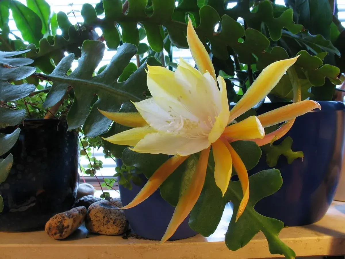 Piękny, żółto-biały kwiat epiphyllum rozkwita wśród zielonych, ząbkowanych liści.