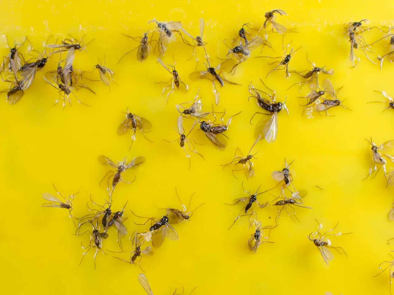 Molti moscerini intrappolati su una superficie gialla appiccicosa.