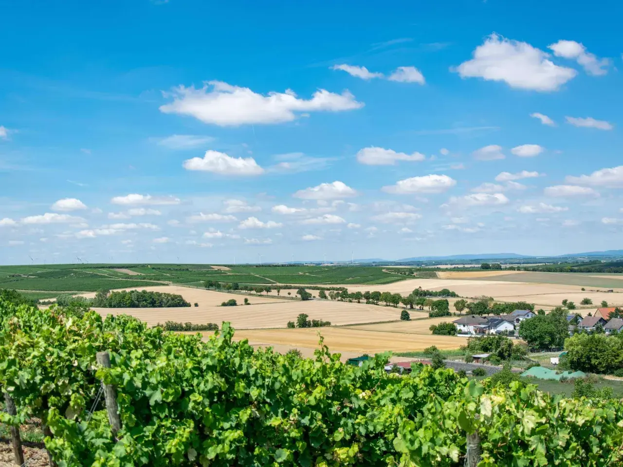 Grüne Weinreben im Vordergrund, dahinter weite Felder und eine kleine Siedlung – eine idyllische deutsche Toskana unter blauem Himmel mit weißen Wolken.