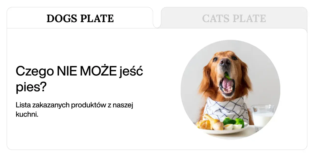 Złoty retriever z brokułem w pysku, obok talerz z jedzeniem i mlekiem. Temat: czego nie może jeść pies.