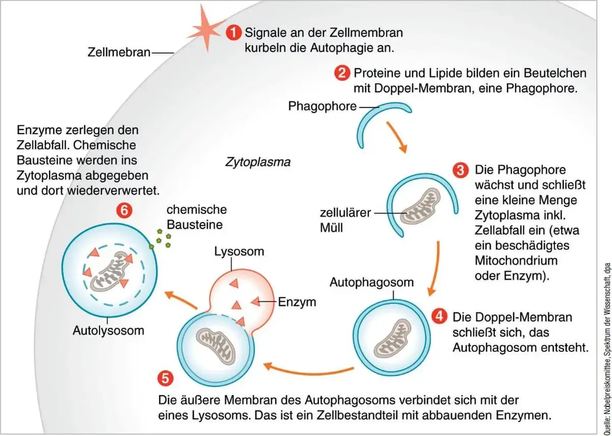 Signale an der Zellmembran starten die Autophagie. Ein Phagophor umschließt zellulären Müll, bildet ein Autophagosom, das dann mit einem Lysosom verschmilzt.