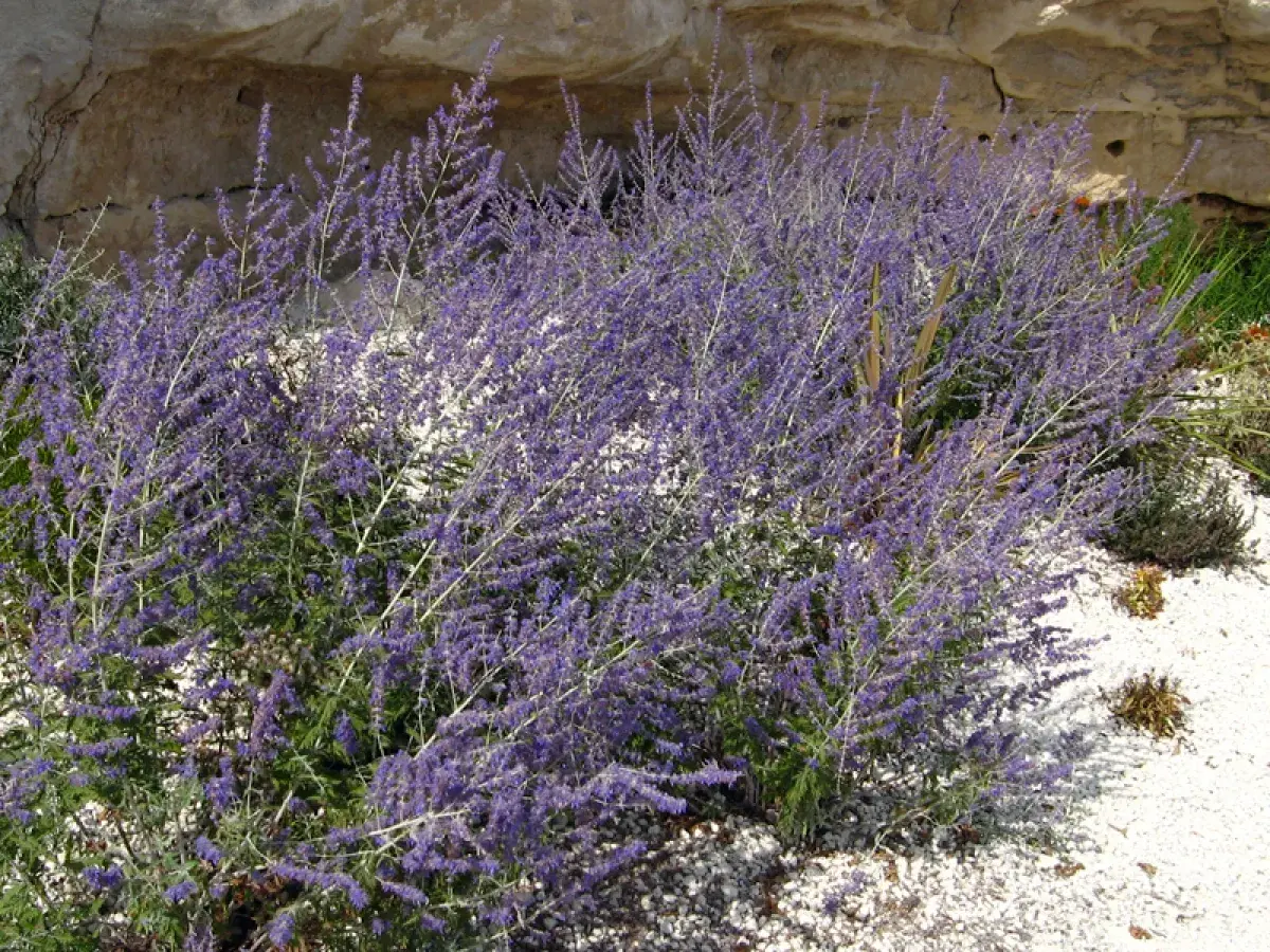Un buisson de lavande d'Afghanistan aux fleurs violettes, connu pour ses propriétés aromatiques et médicinales, pousse près d'un mur de pierre.