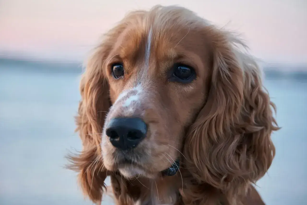 Uroczy cocker spaniel amerykański z błyszczącymi oczami i falującą sierścią.