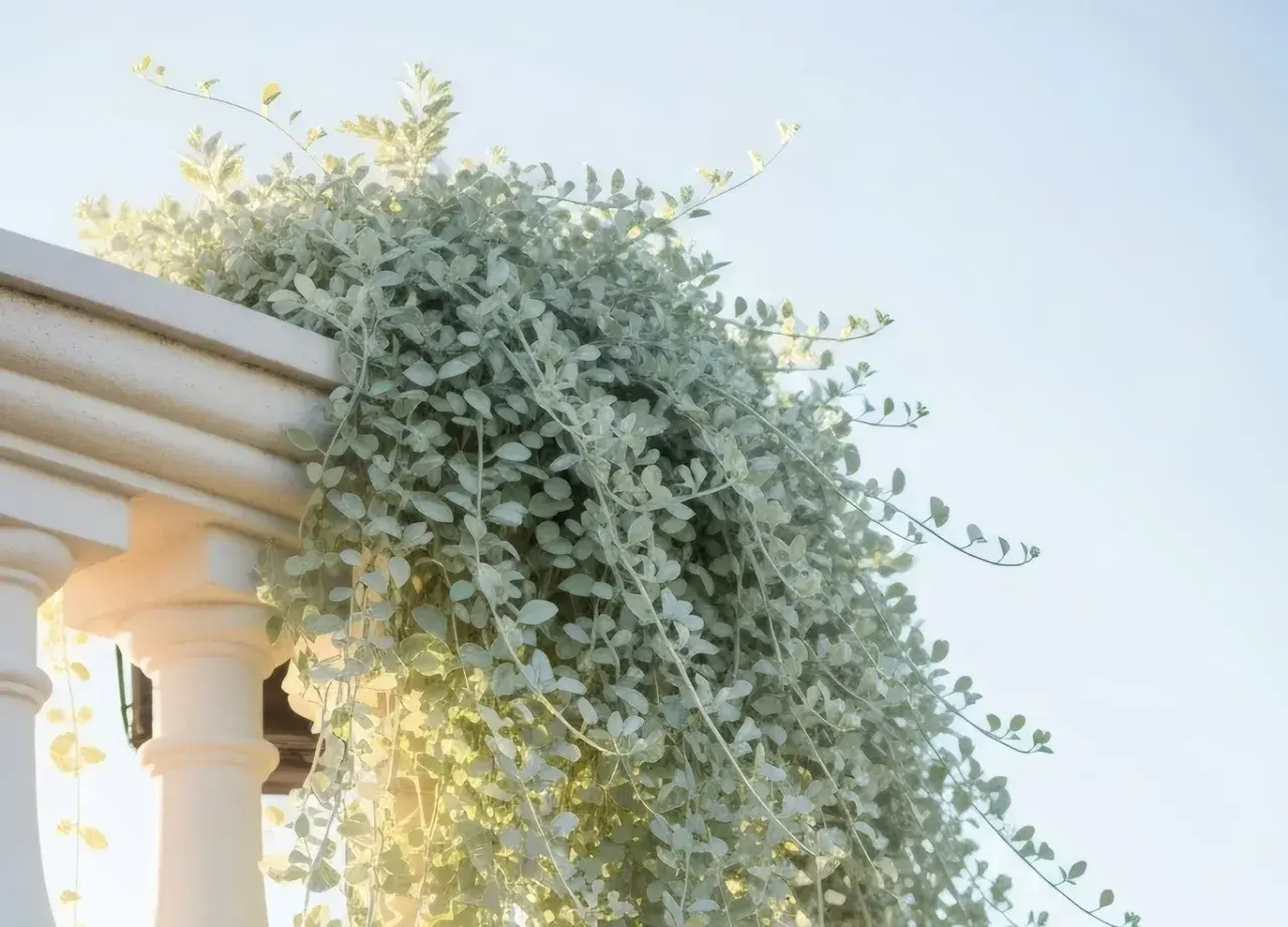 Dichondra srebrzysta, zwana też "srebrnym wodospadem", pięknie oplata balustradę, tworząc kaskadę liści. Idealne stanowisko dla tej rośliny to miejsce z dobrym dostępem do światła.