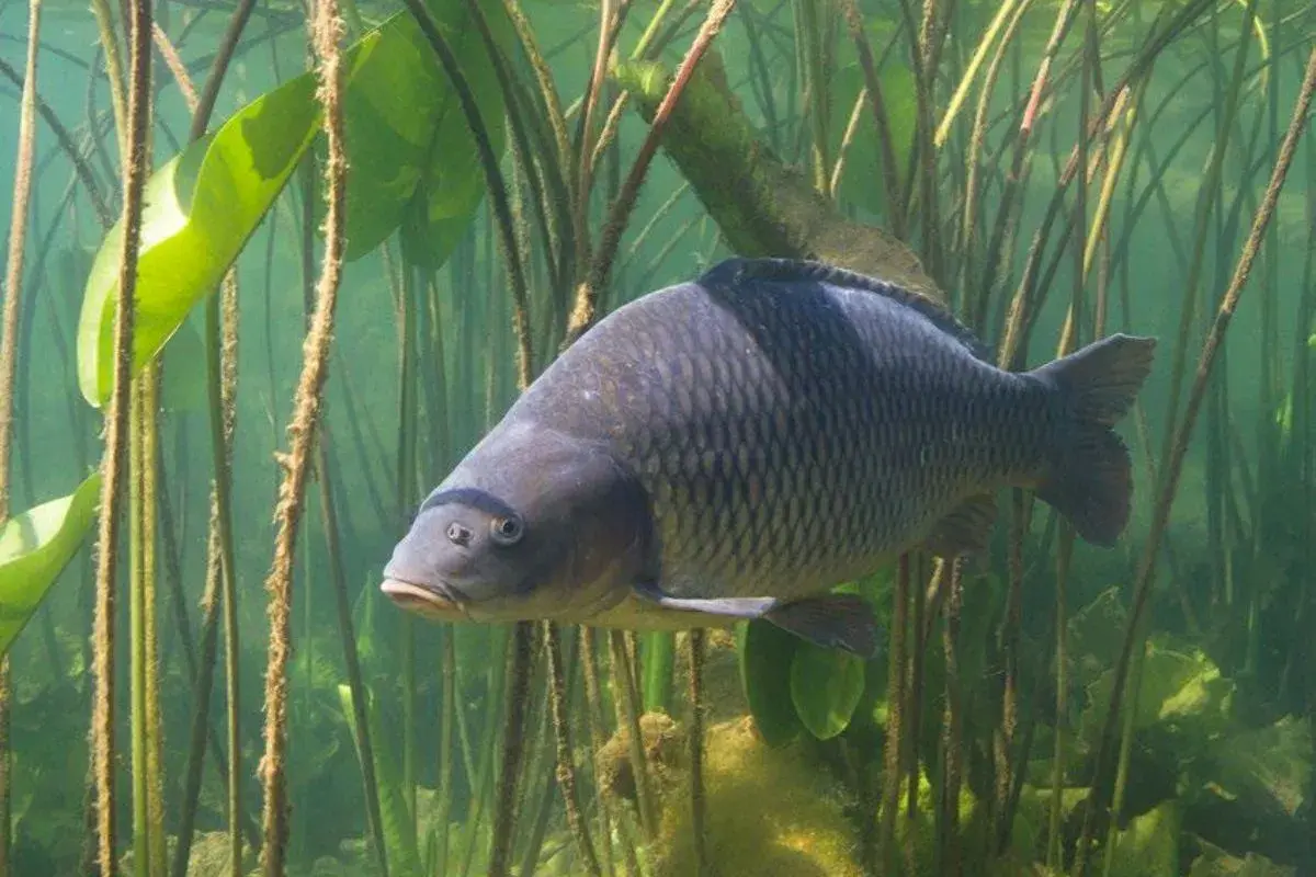 Ein großer Karpfen schwimmt zwischen Wasserpflanzen. Ein Traum für jeden Angler beim Karpfenangeln Deutschland.