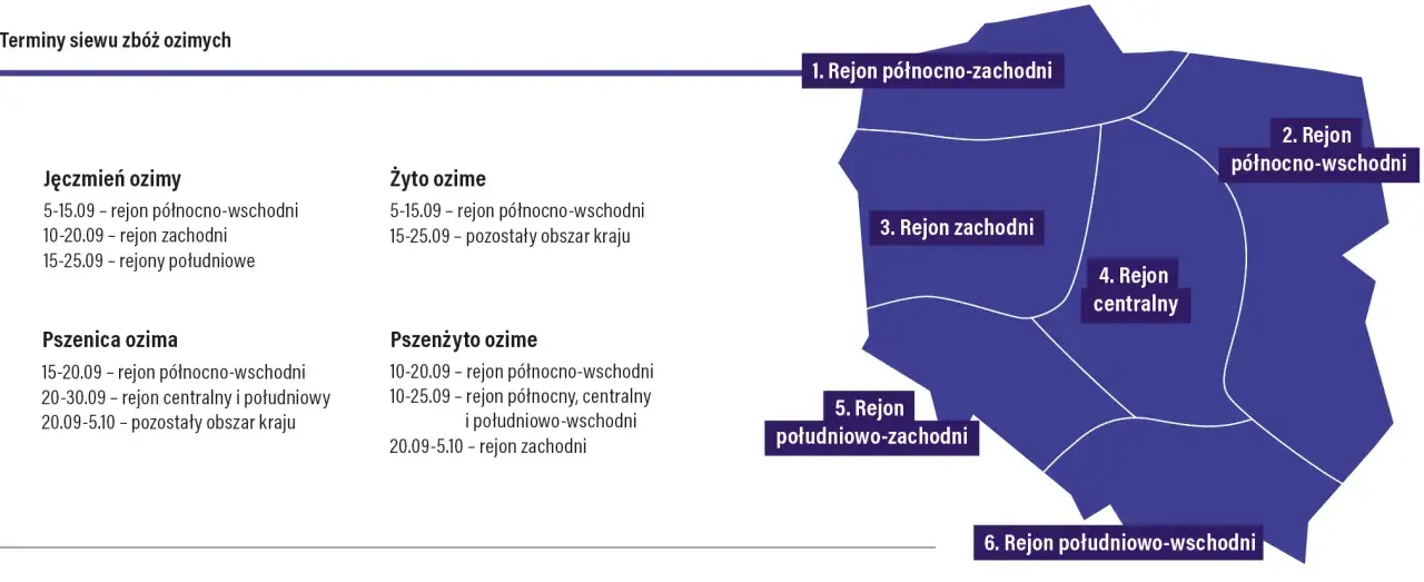 Kiedy siać żyto? W północno-wschodniej Polsce od 5 do 15 września, a w pozostałych regionach od 15 do 25 września.