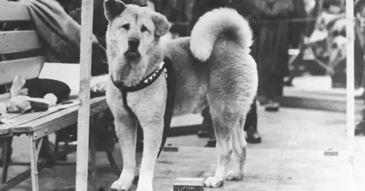 Wierny Hachiko, pies rasy Akita, czeka na swojego pana na stacji.