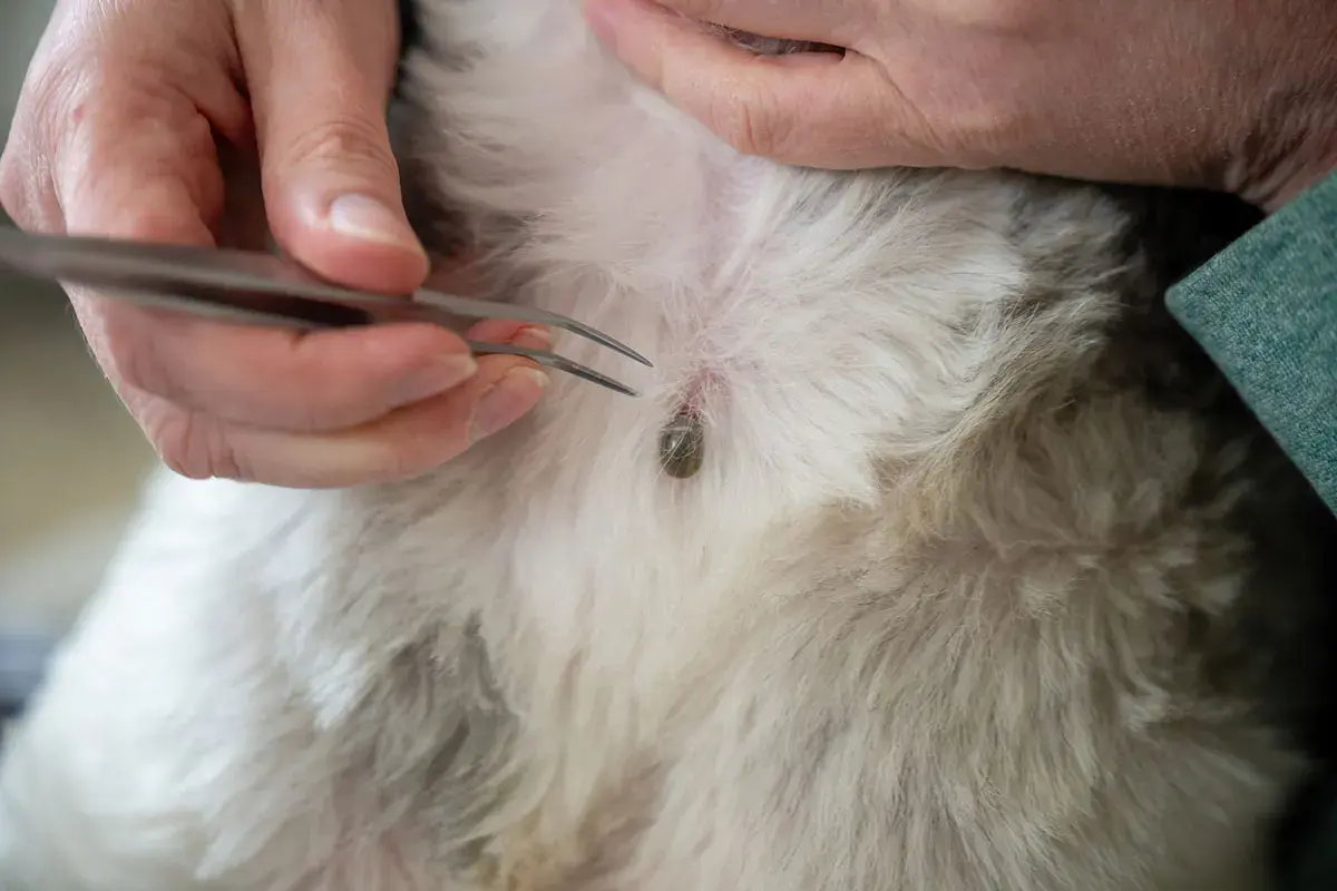 Zeckenbiss beim Hund: Wann zum Arzt? Eine Zecke wird mit einer Pinzette entfernt.