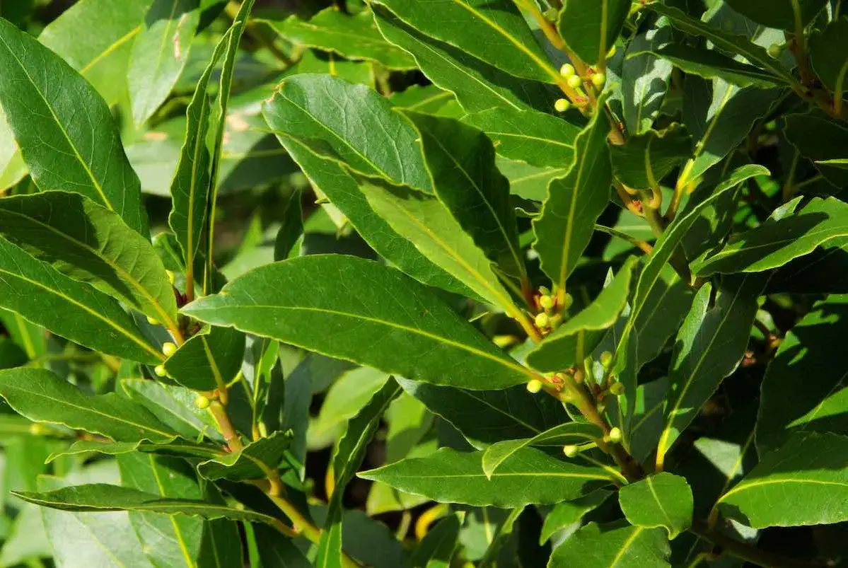 Hojas verdes y brillantes de laurel, con pequeños brotes. Interesante saber cuanto tarda en crecer un laurel para tener esta frondosidad.
