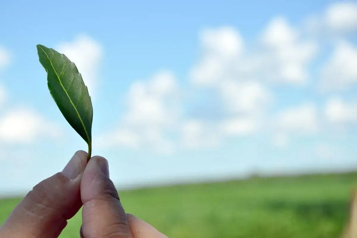 Zielony listek, symbol tego, skąd pochodzi yerba mate – Ameryka Południowa.
