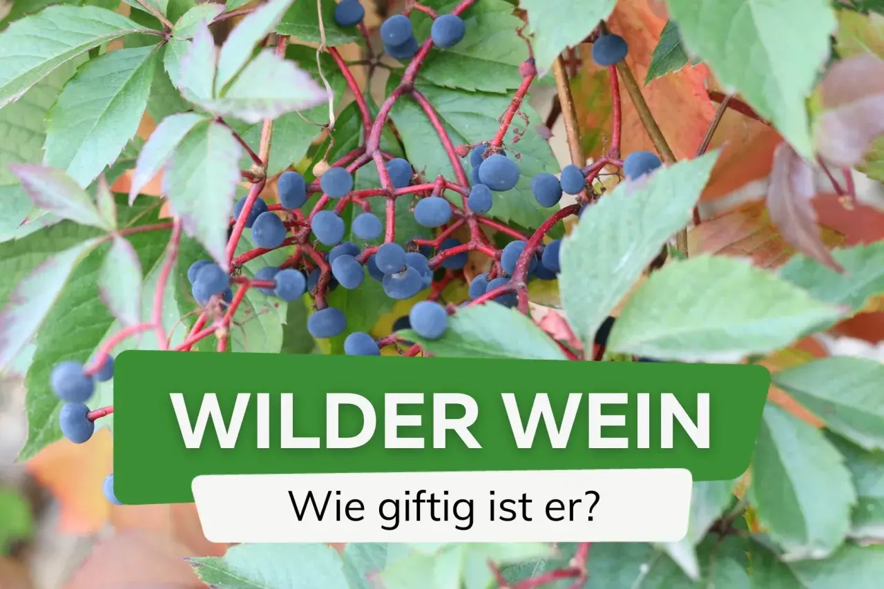 Wilder Wein mit dunkelblauen Beeren. Die Frage "Wie giftig ist er?" wird gestellt.