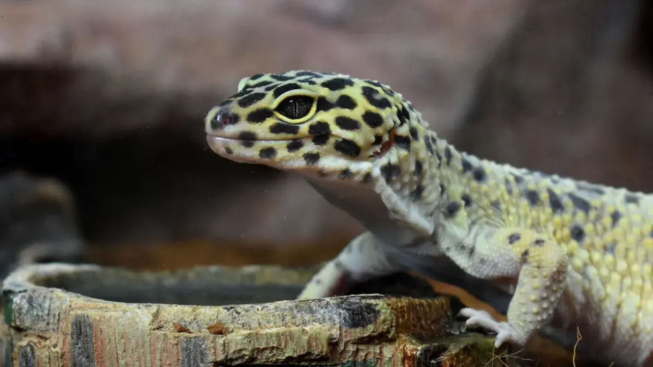 Leopardo gecko con manchas negras y amarillas, cerca de un cuenco. Estos reptiles son insectívoros, así que esto es lo que comen los geckos.