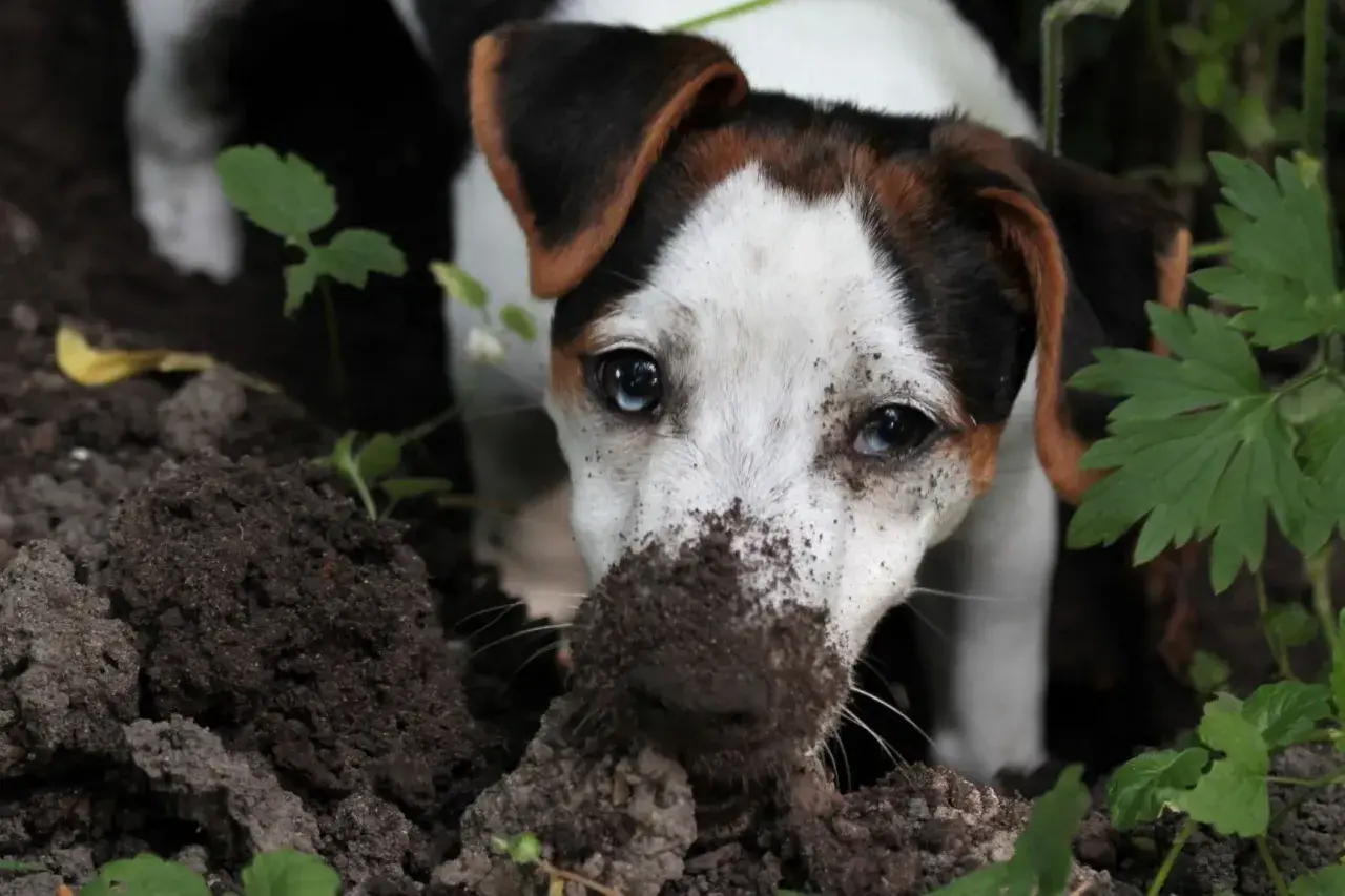 Ein Hund mit schmutziger Schnauze gräbt im Garten. Vielleicht sucht er nach einem Schatz oder fragt sich, warum buddeln Hunde überhaupt.