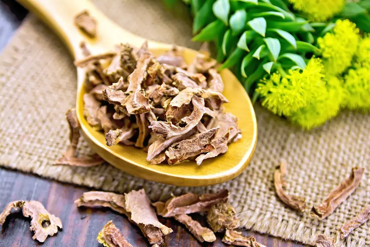 Radice di Rhodiola Rosea essiccata su un cucchiaio di legno. Informarsi sulle controindicazioni prima dell'uso.