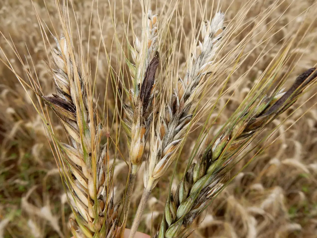 Nahaufnahme von Roggenähren mit dunklen Mutterkorn-Sclerotien, die die Körner ersetzen.