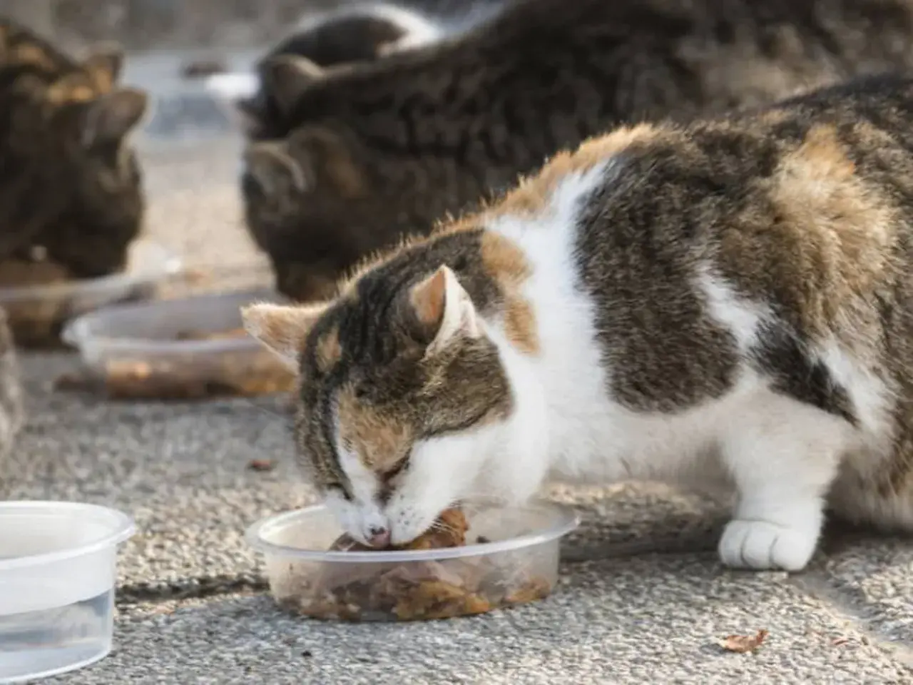Gatos callejeros comiendo en recipientes. Se ve un gato tricolor comiendo con avidez, mientras otros gatos se alimentan al fondo.